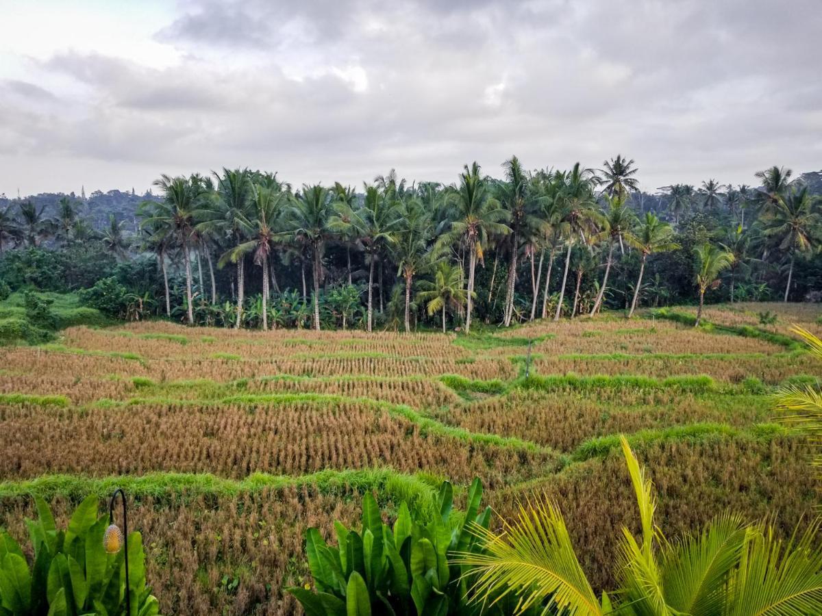 Mancur Guesthouse Ubud  Bagian luar foto